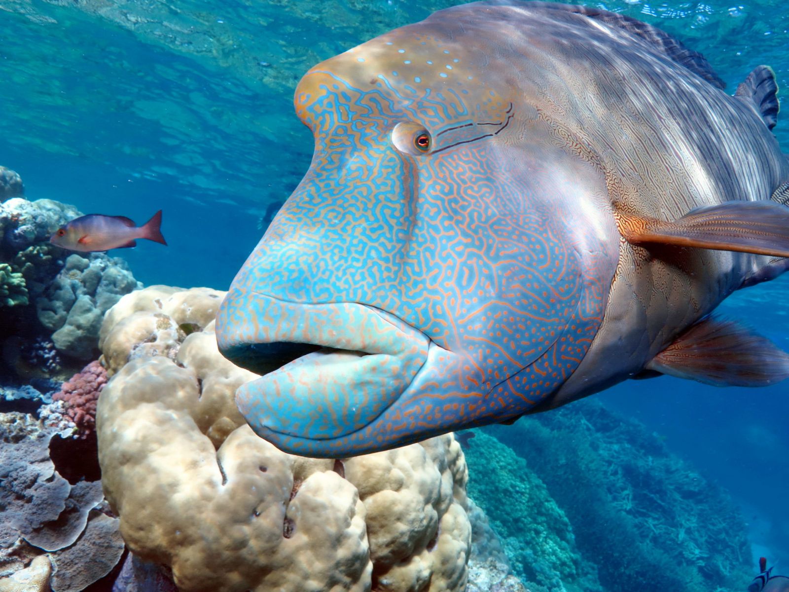 Port Douglas & Great Barrier Reef Scuba Dive & Snorkel Tours - Silversonic